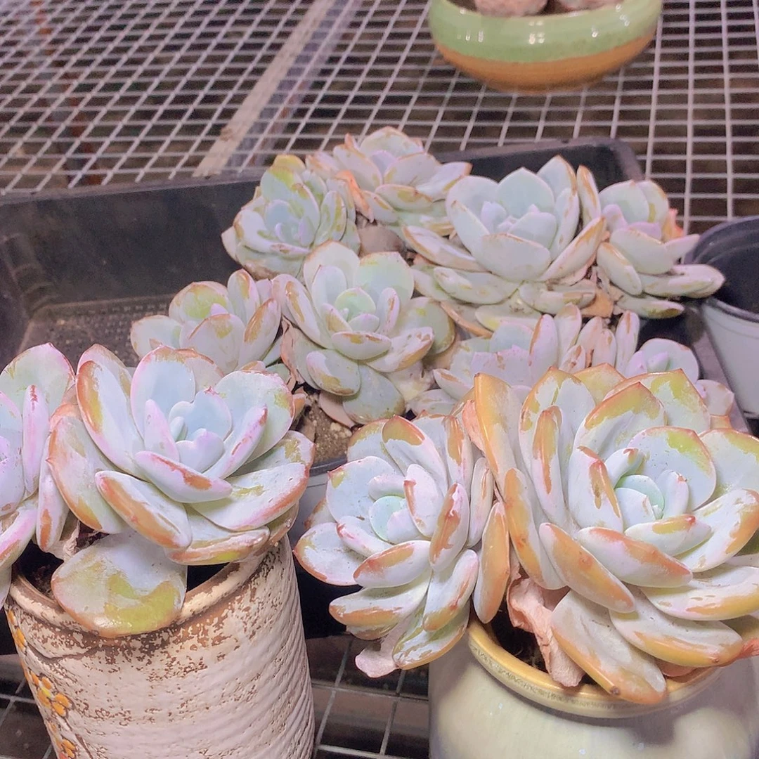 双头韩奶茶35788990000