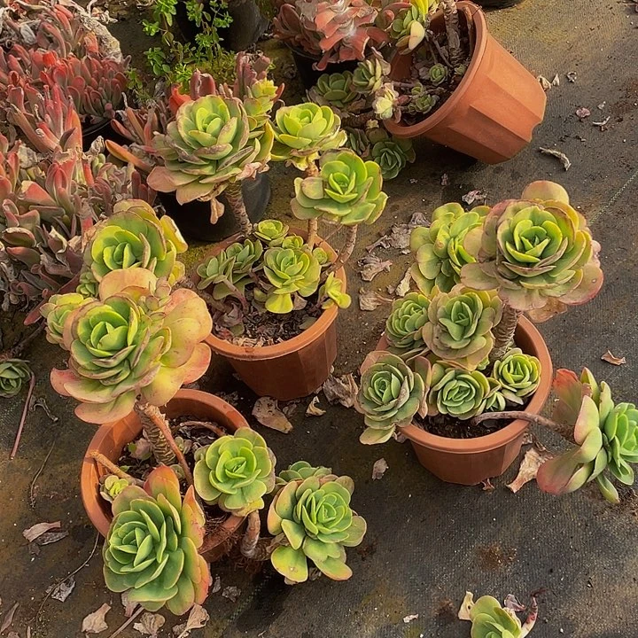 鸡蛋碧桃一堆48组合老桩，掉头不售后