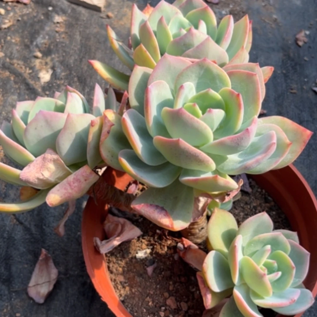 【闪购商品】张****）白凤