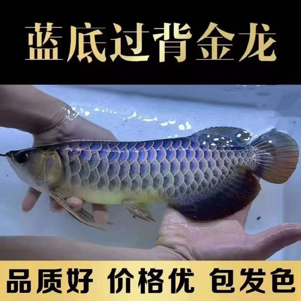 古典蓝底过背金龙新加坡24k金头满背金龙