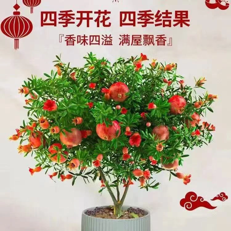 石榴花盆栽可食用室内外客厅阳台花卉绿植庭院观赏树四季好养