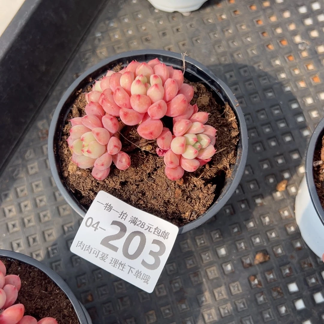 雪桃，多肉多肉多肉多肉