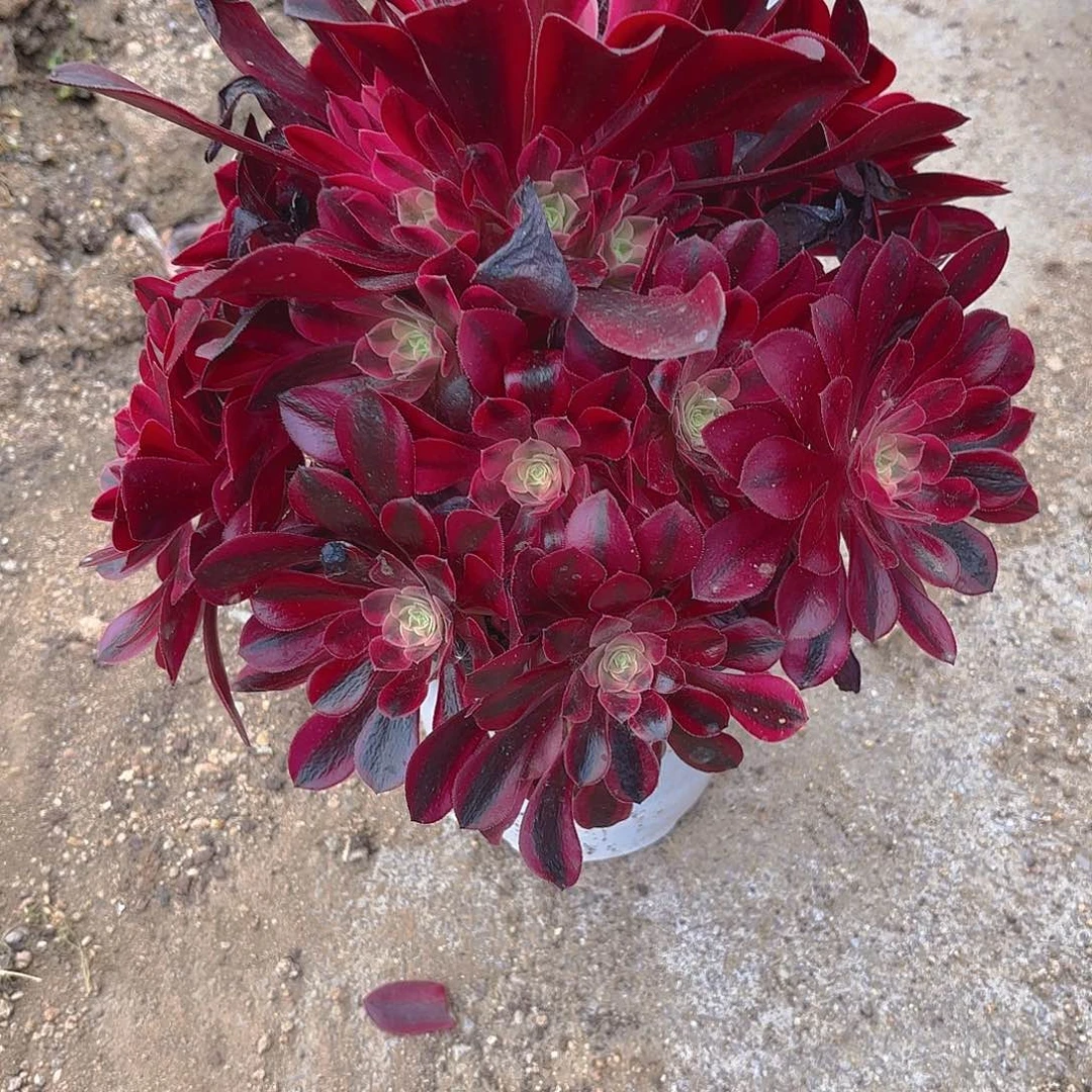 美杜莎多肉植物上158