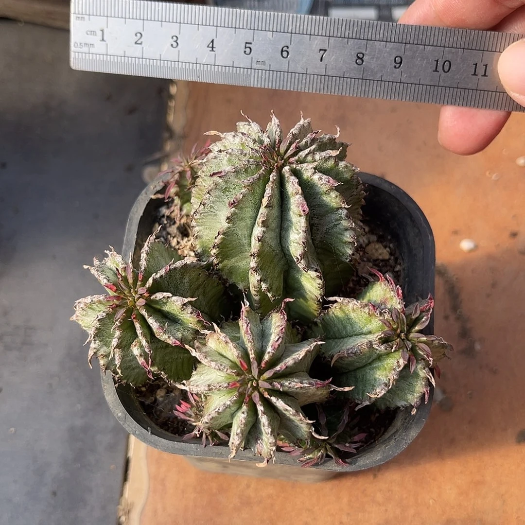 白衣魁伟玉仙人球