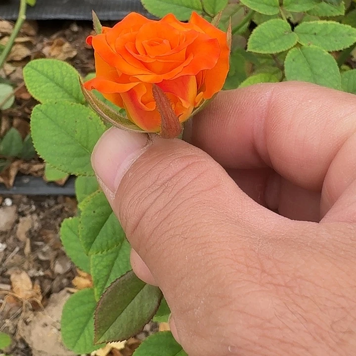 无花朵迪亚斯之火