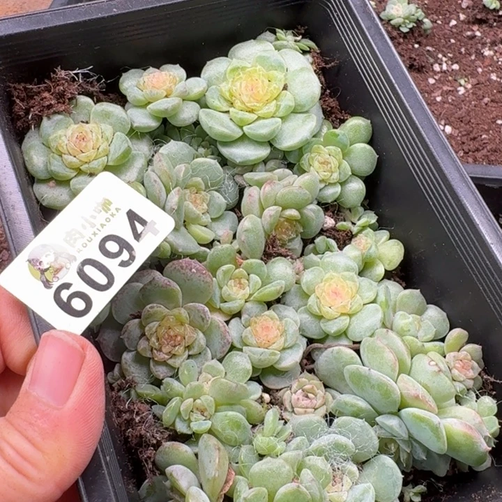 月***凉多肉植物多肉植物