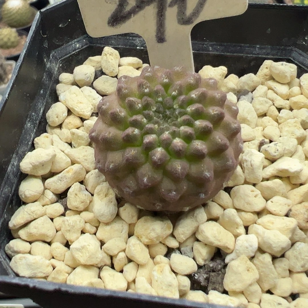 296紫狼头实生3333