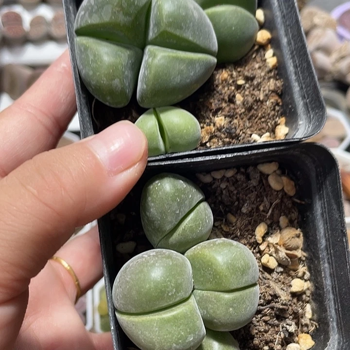 大部分花苞少量开放无比玉2盒