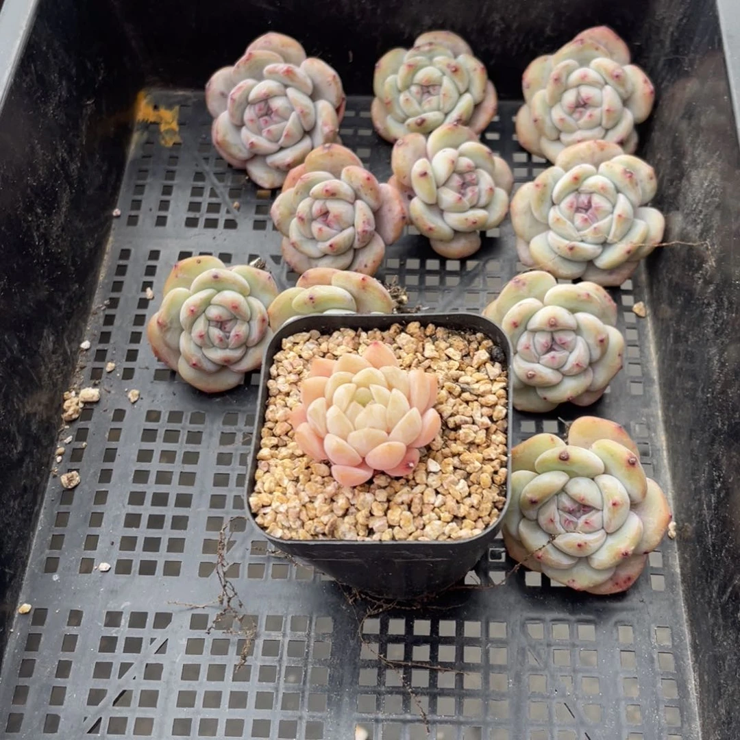 e****外多肉植物十个精品198