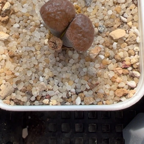 143 好看的肉肉冲冲冲冲冲冲