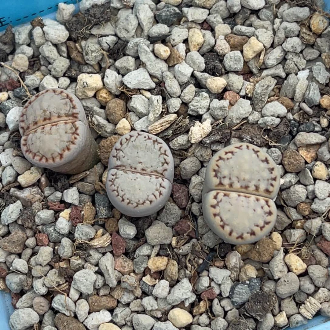 2551饼干三颗。