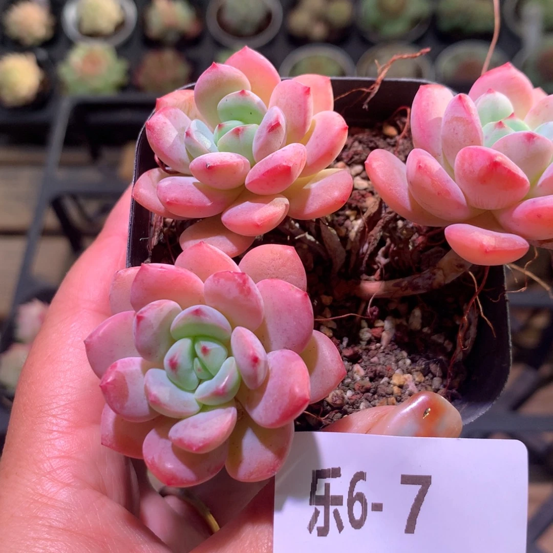 乐然 6-7 新品群