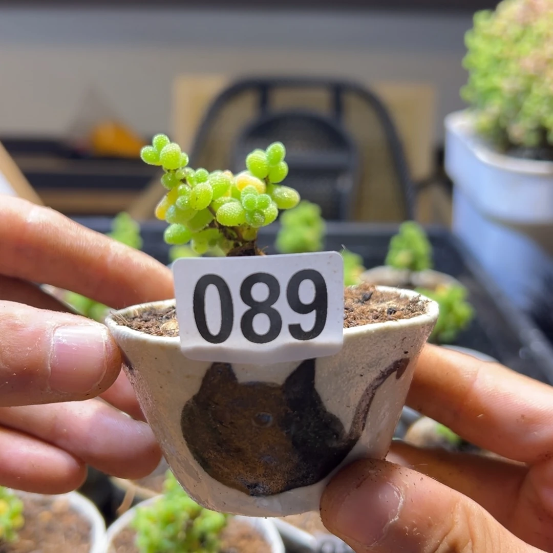 枝干番杏多肉植物089