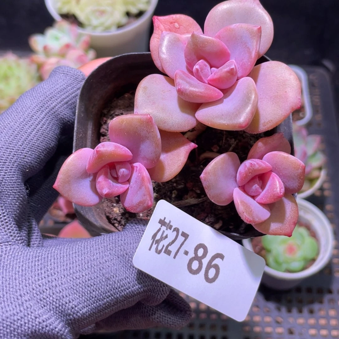 花利美27-86彩虹糖