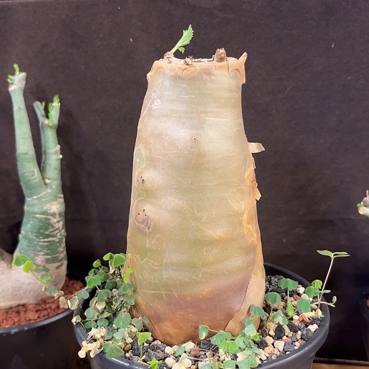 汤圆植物索马里葡萄翁