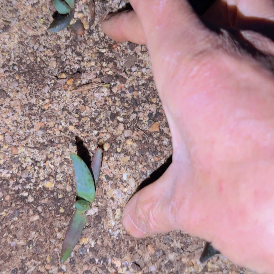 翻***活块根植物块根植物