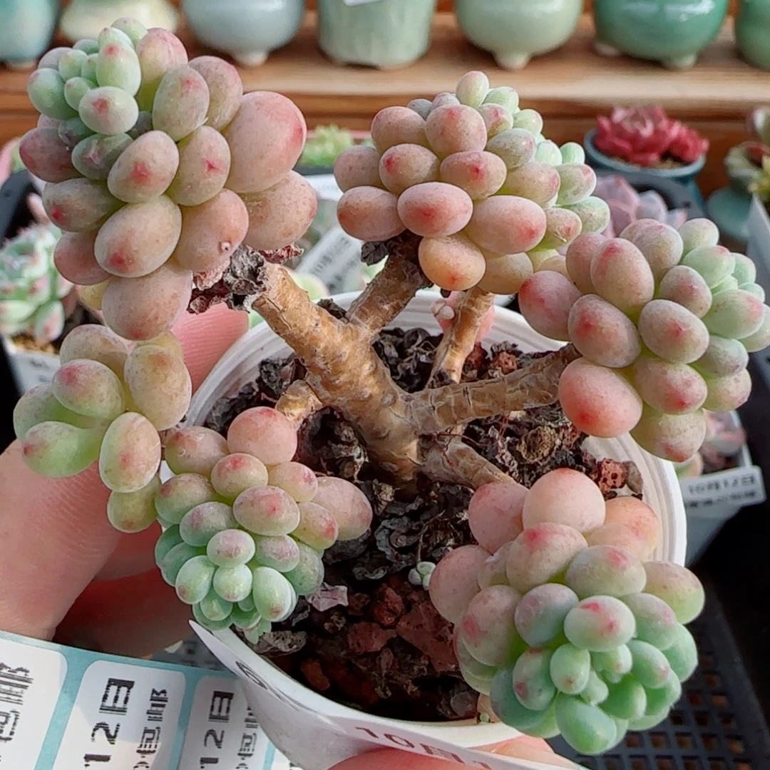 花语逸镜1012-66鱼子酱