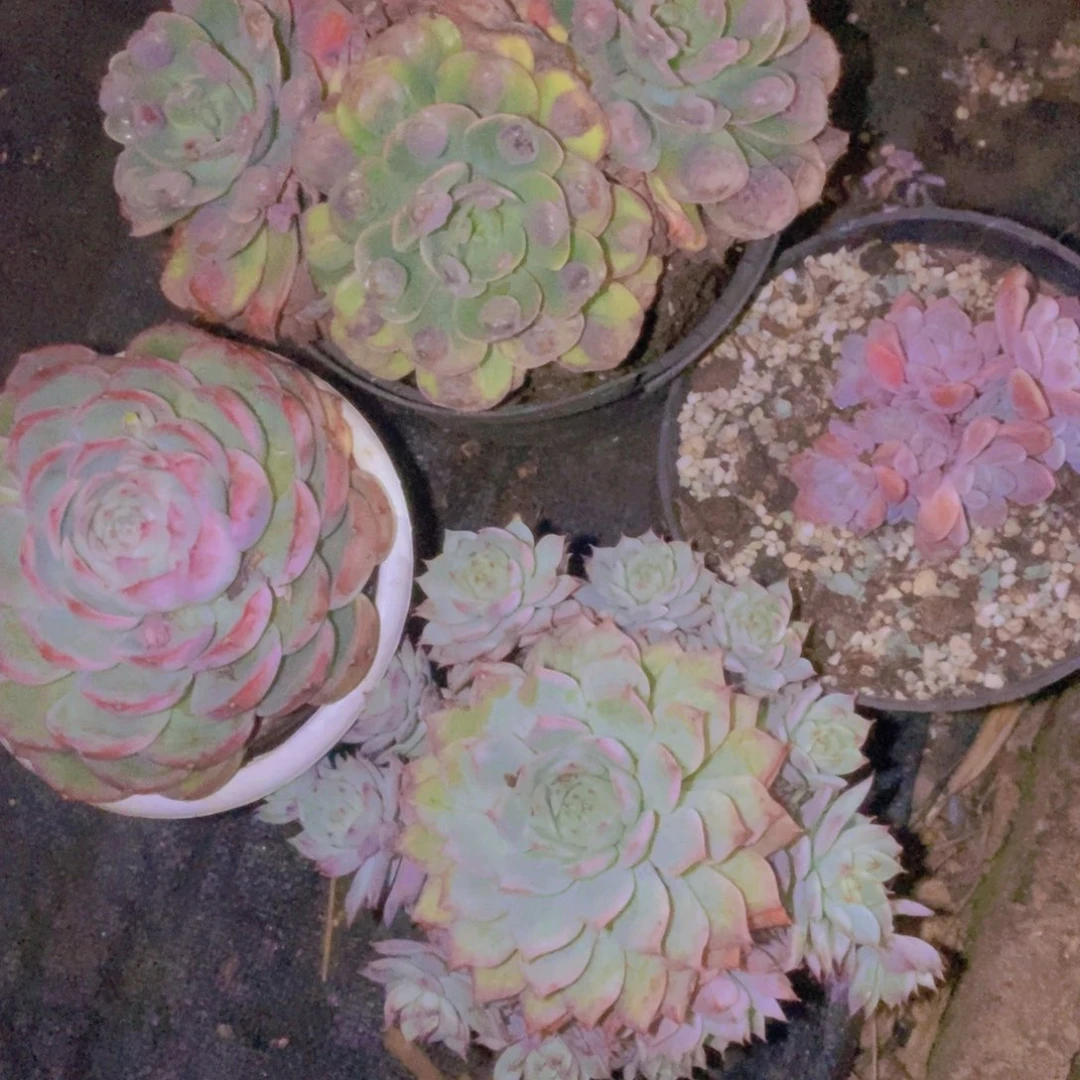 宝***妈箱拍一物一拍一单包邮