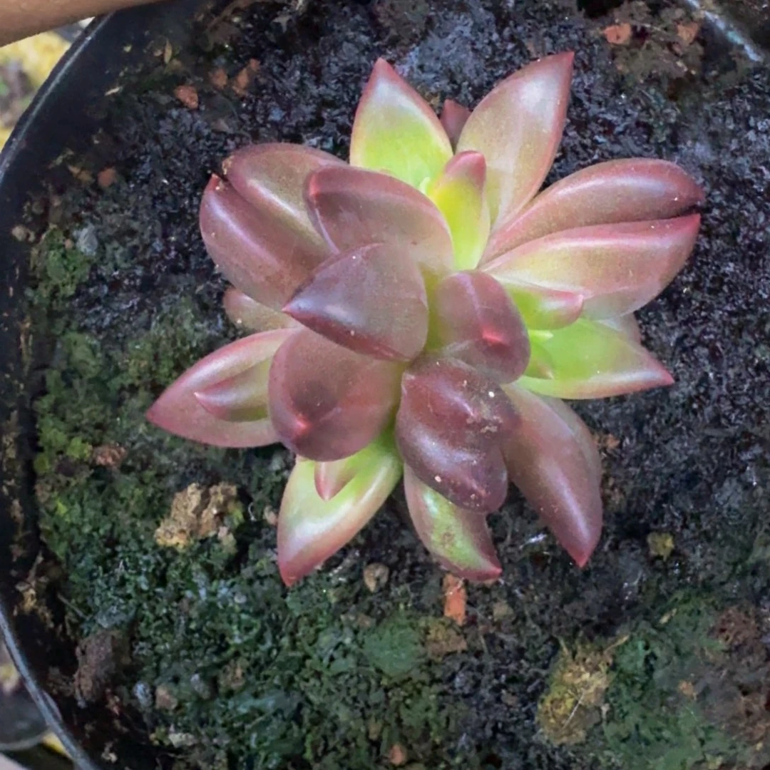 莉莉丝 叶插  一物一拍