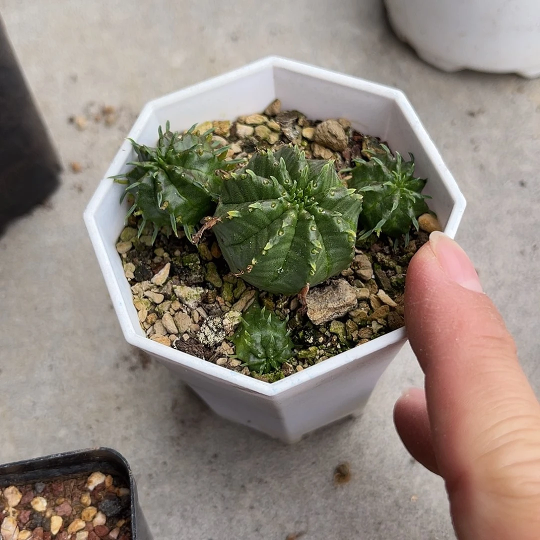 法利达大群一物一拍