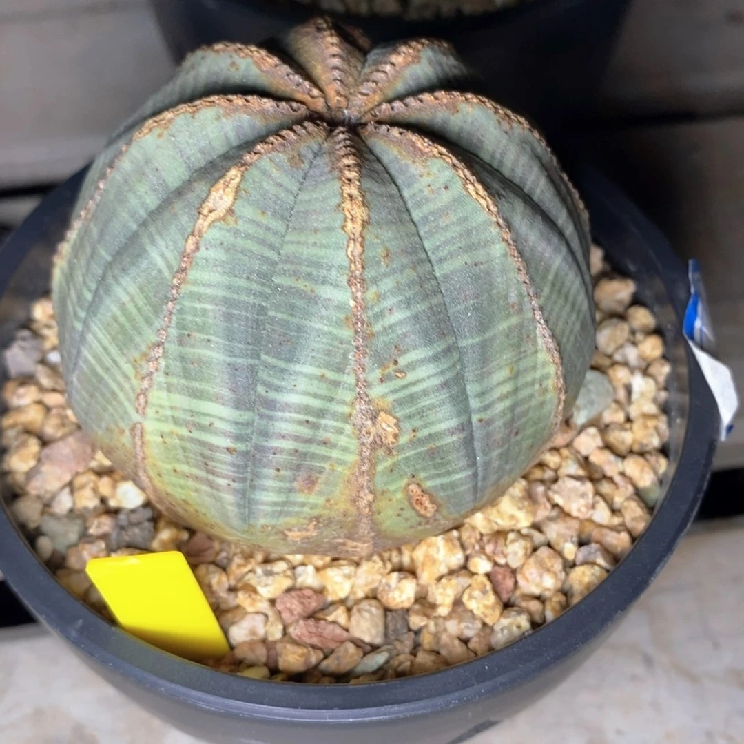 13布纹球精品一物一拍