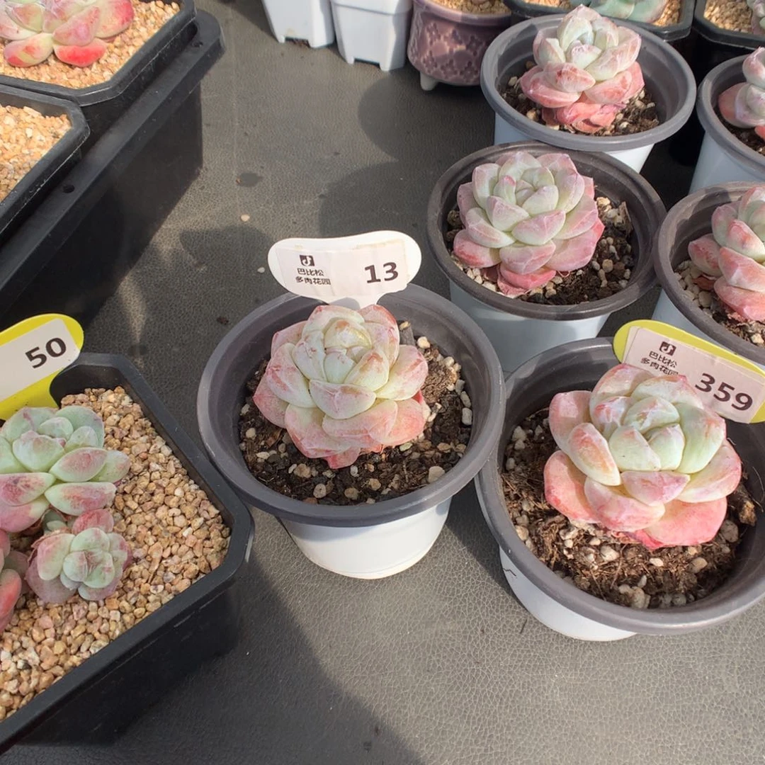 铲***官50-13-359 冰玉石化多肉