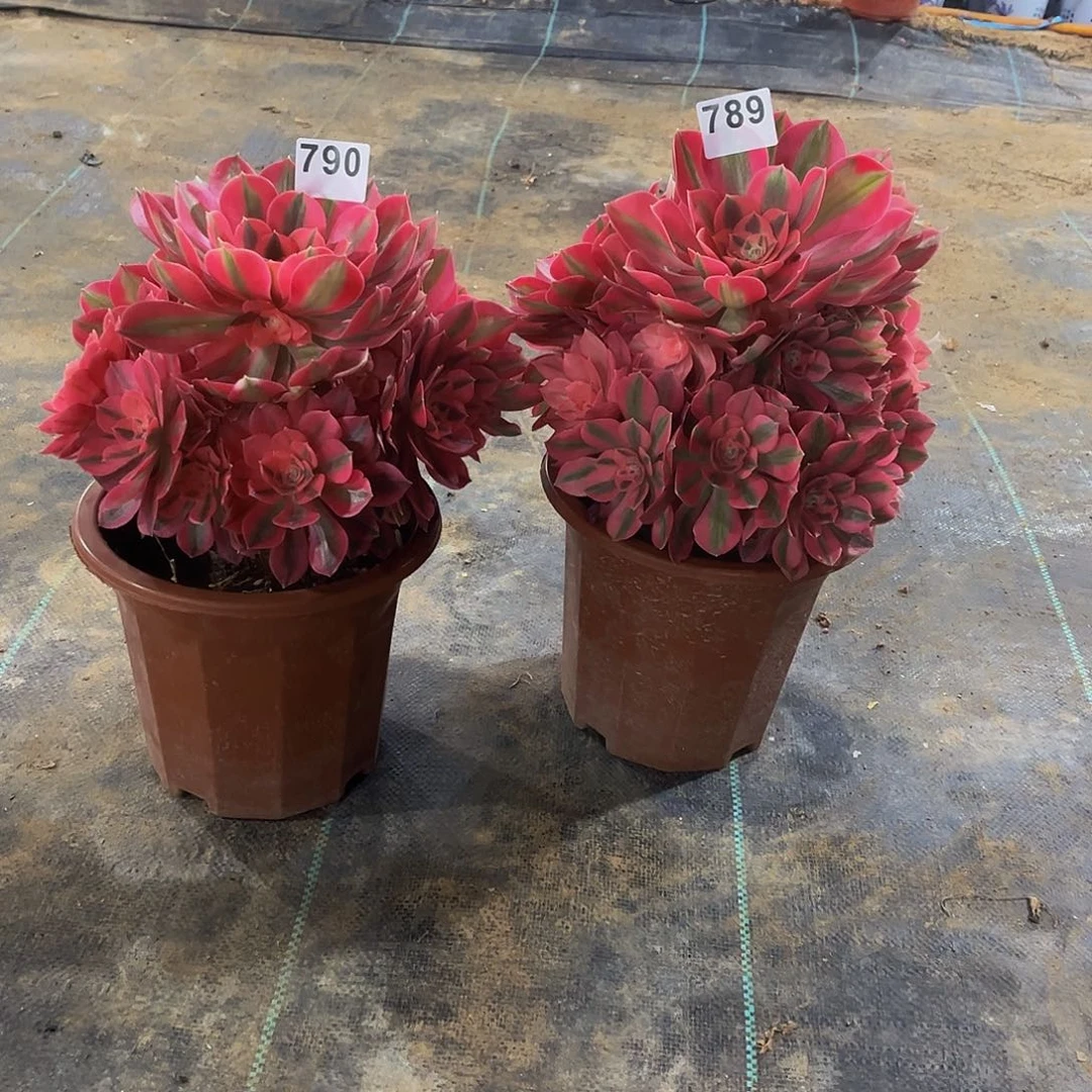 用****3多肉植物一物一拍789 790