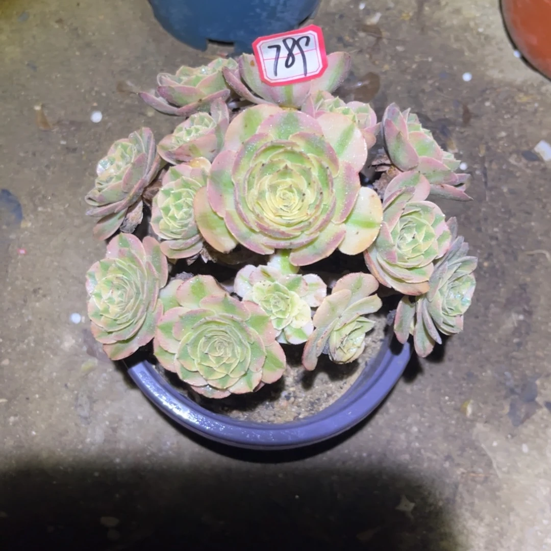 789多肉植物火龙果