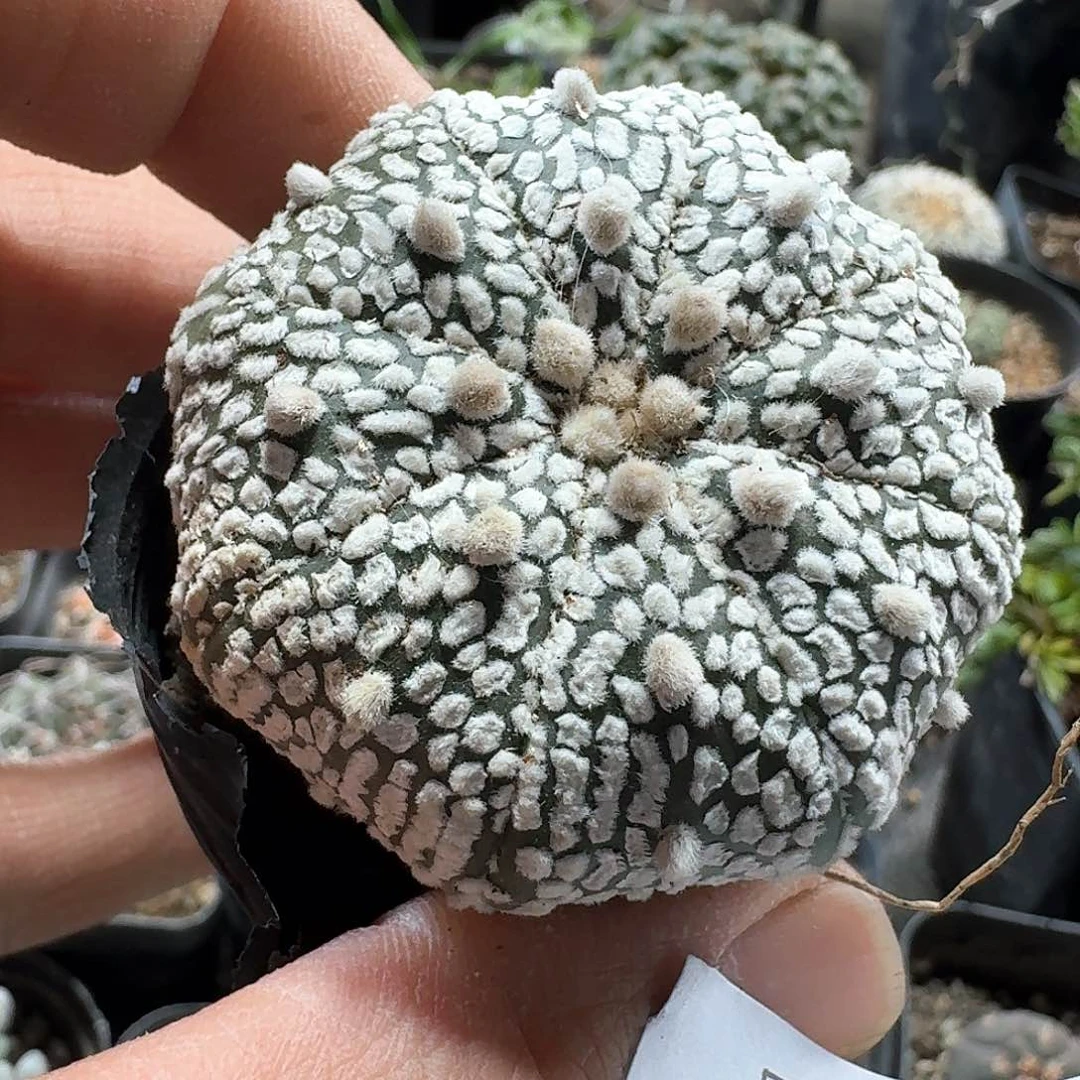 494海星兜带盆发货