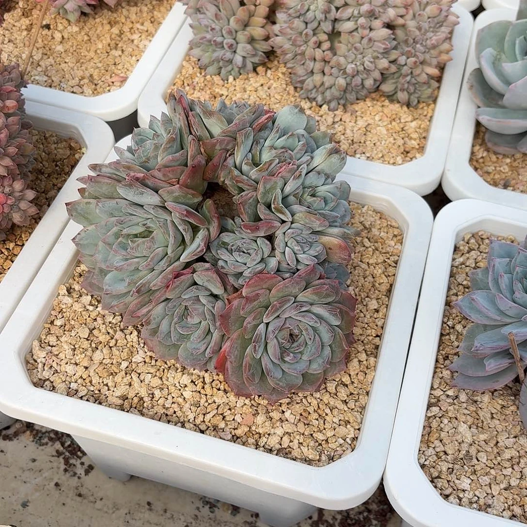 S***J12.010冰魄缀化一个