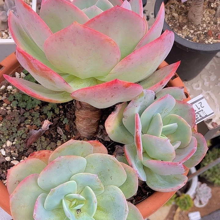 血凤2119多肉植物