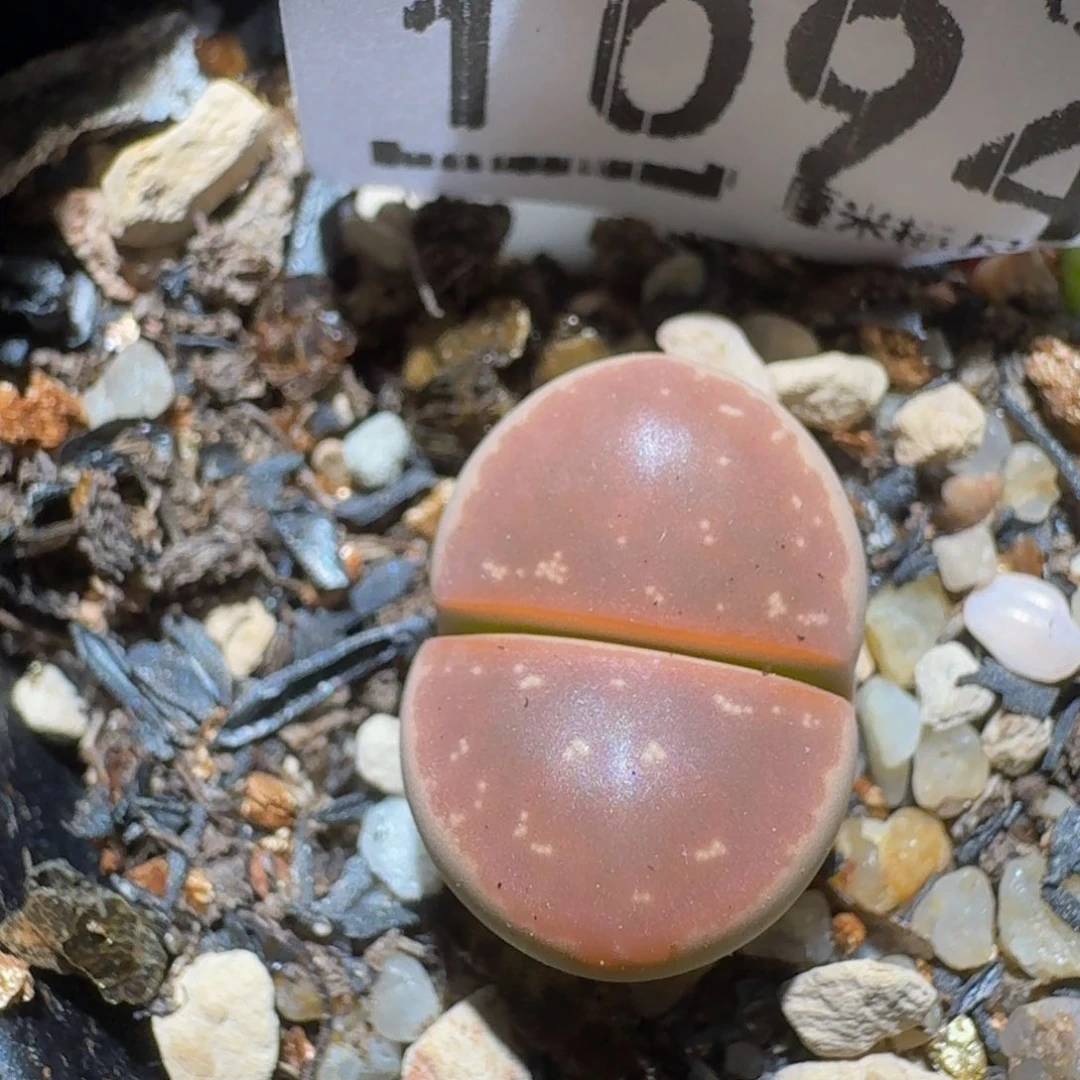 zzzzz生石花肉锥1094