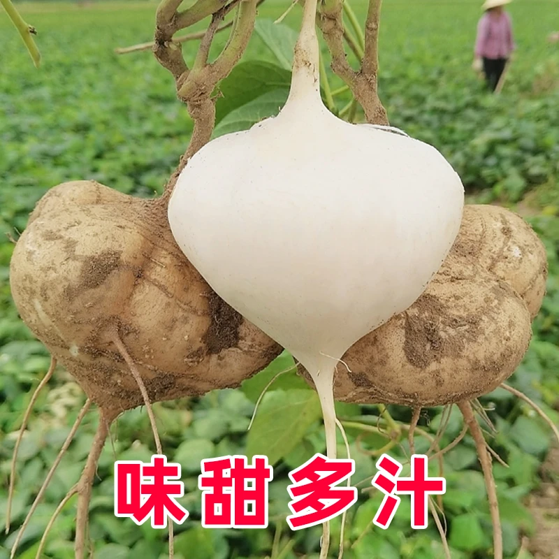 牧马山凉薯种子种籽孑水果地瓜特大白瓤香甜早熟苗秧种植沙葛土瓜