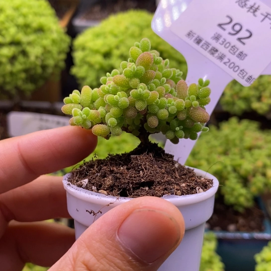 292蜜桔糖球。