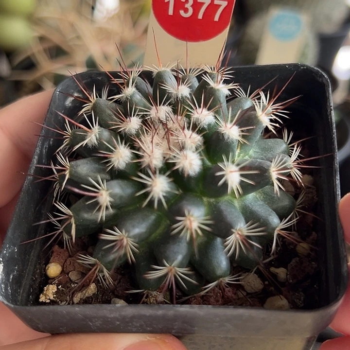 实生雪顶罗汉一棵5.5cm