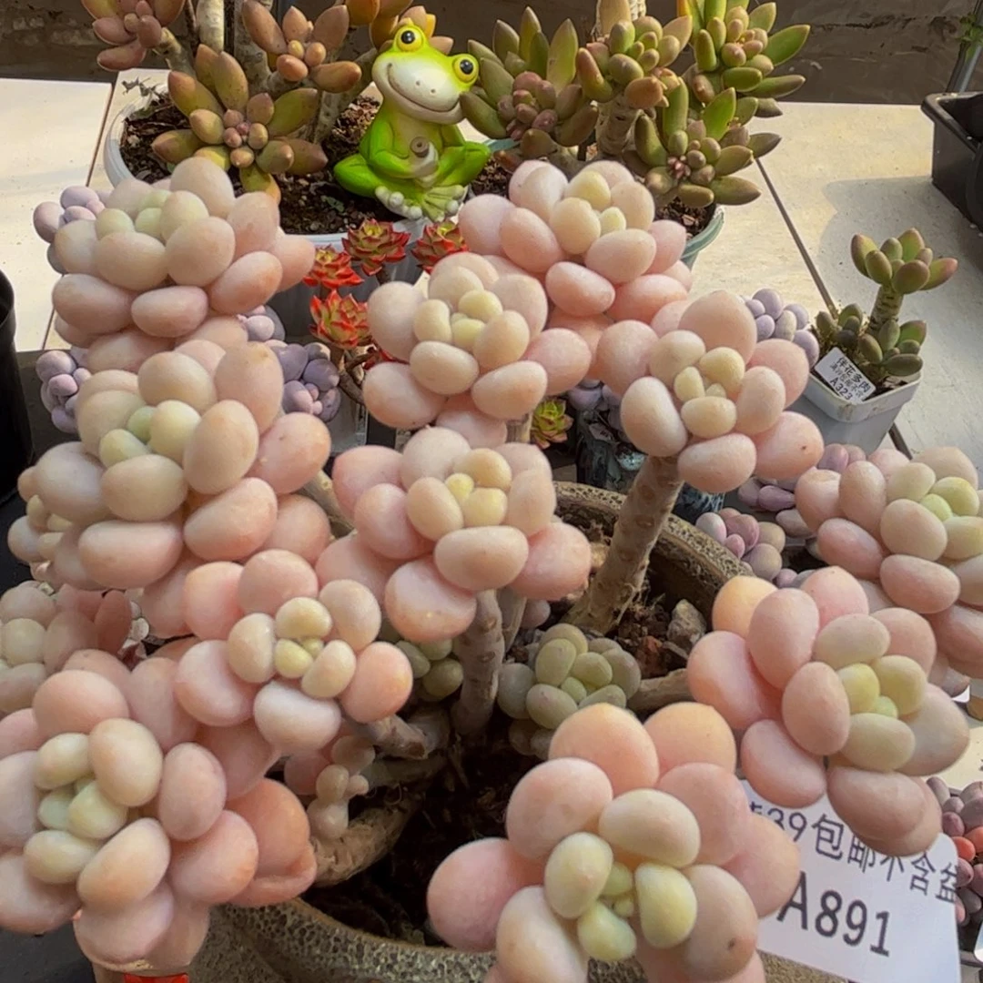 891/10cm洛可可多肉植物