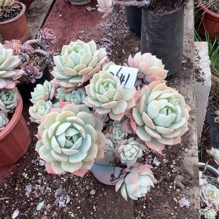 蒙*霞2641恋曲CC多肉