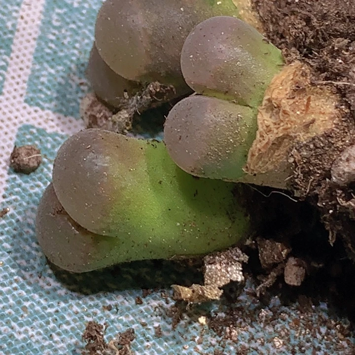 48999999999666995588