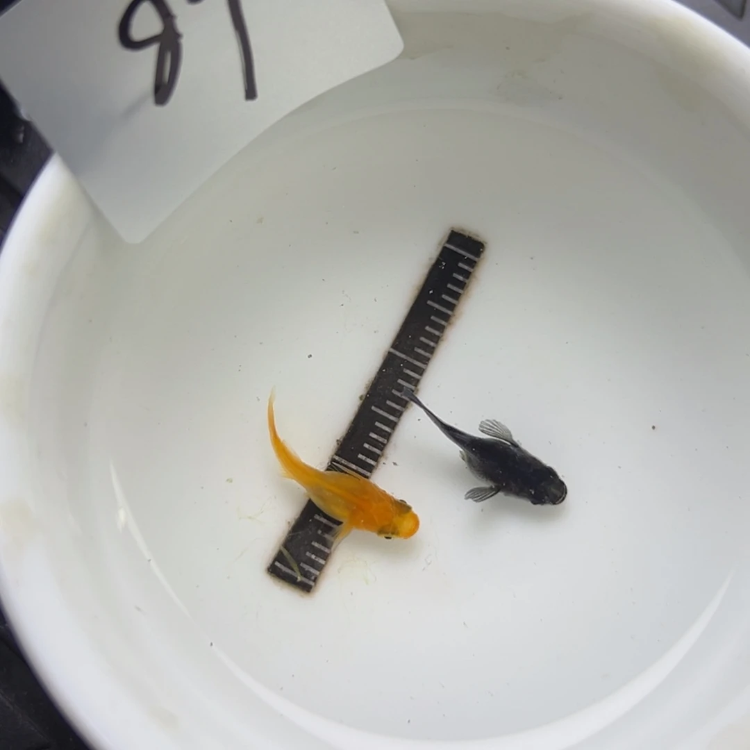 青鳉鱼89。