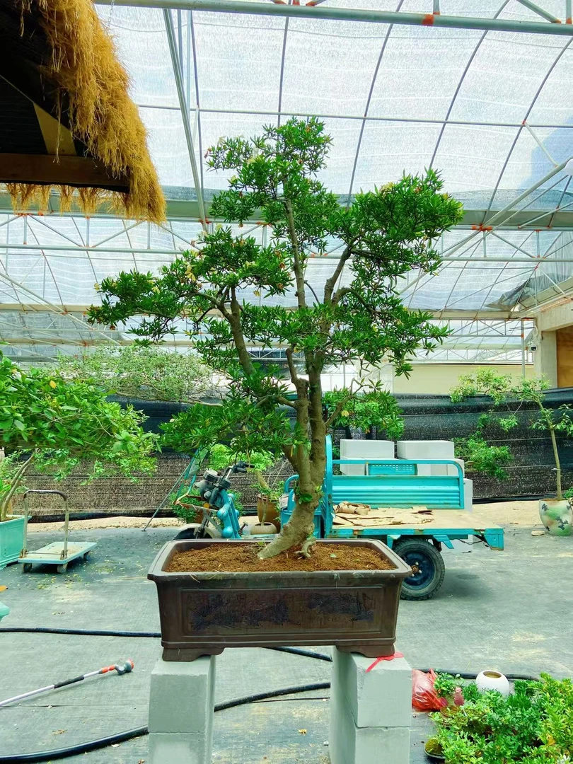 栀尊二宝柳叶栀子花海岛老桩栀子花盆景（二棵）