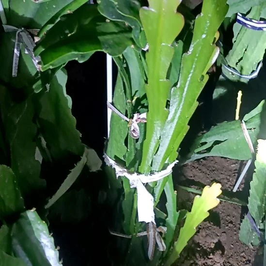 宁***远完全开放令箭何花热浪