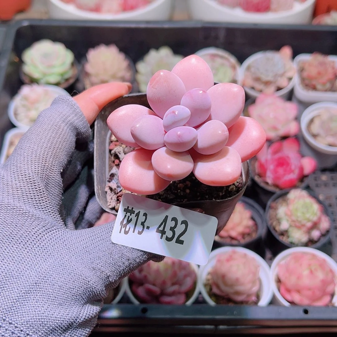 花13-432桃蛋单头