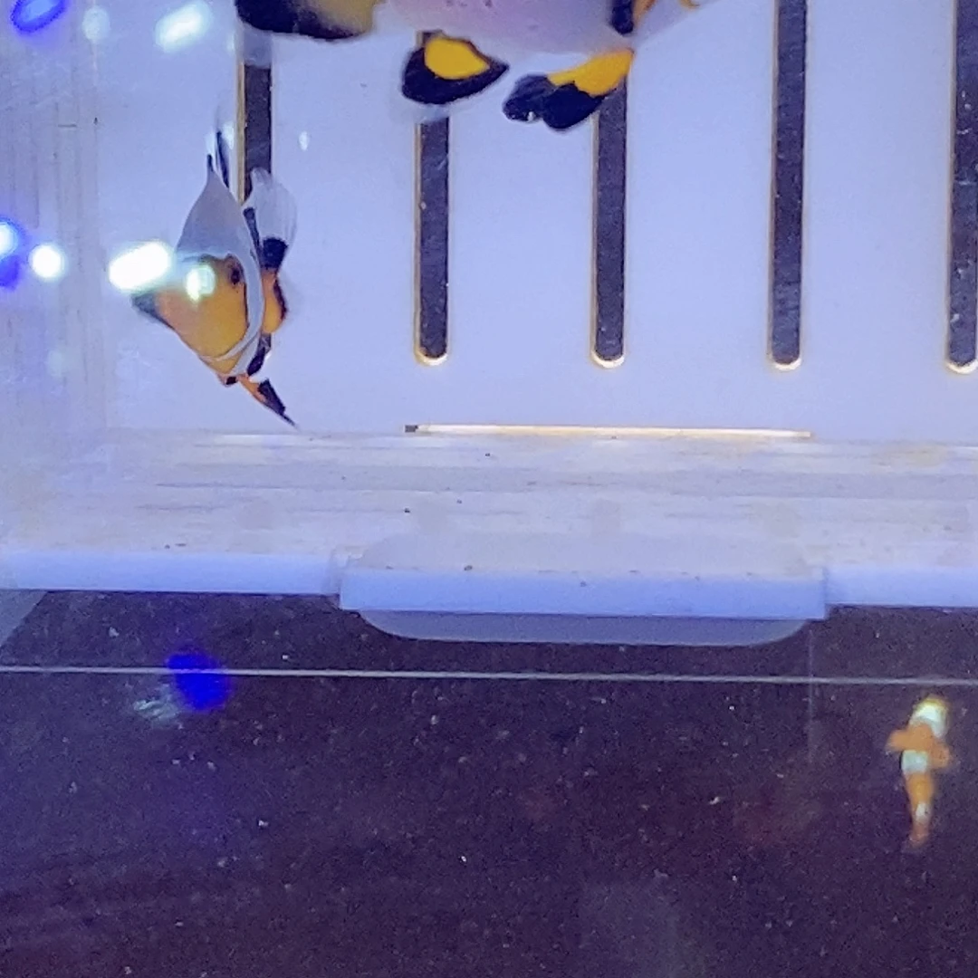 海水鱼白金礼服一对