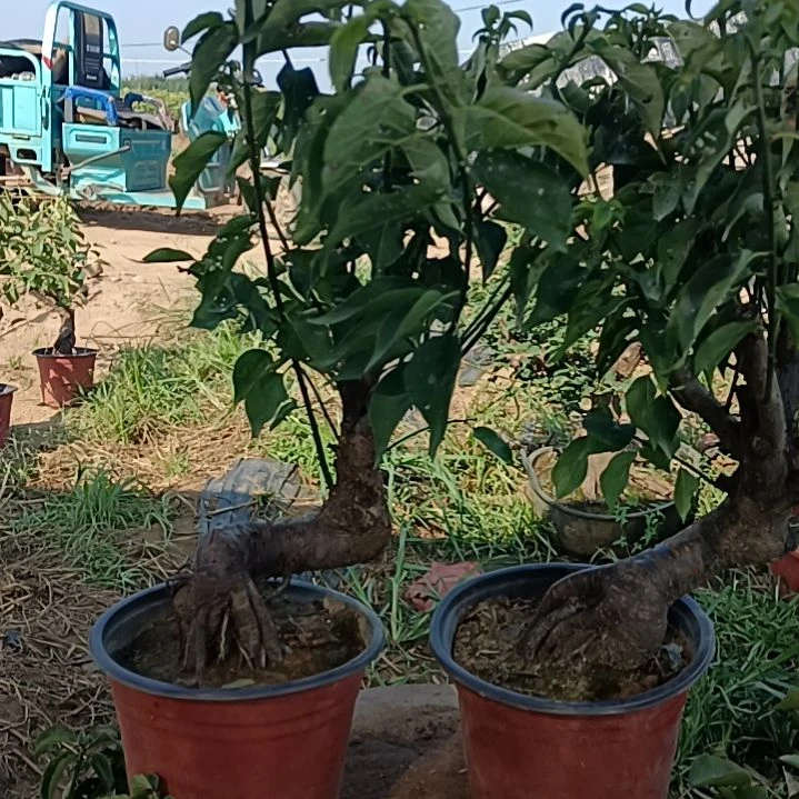 九***哥完全开放梅花盆景原色发货