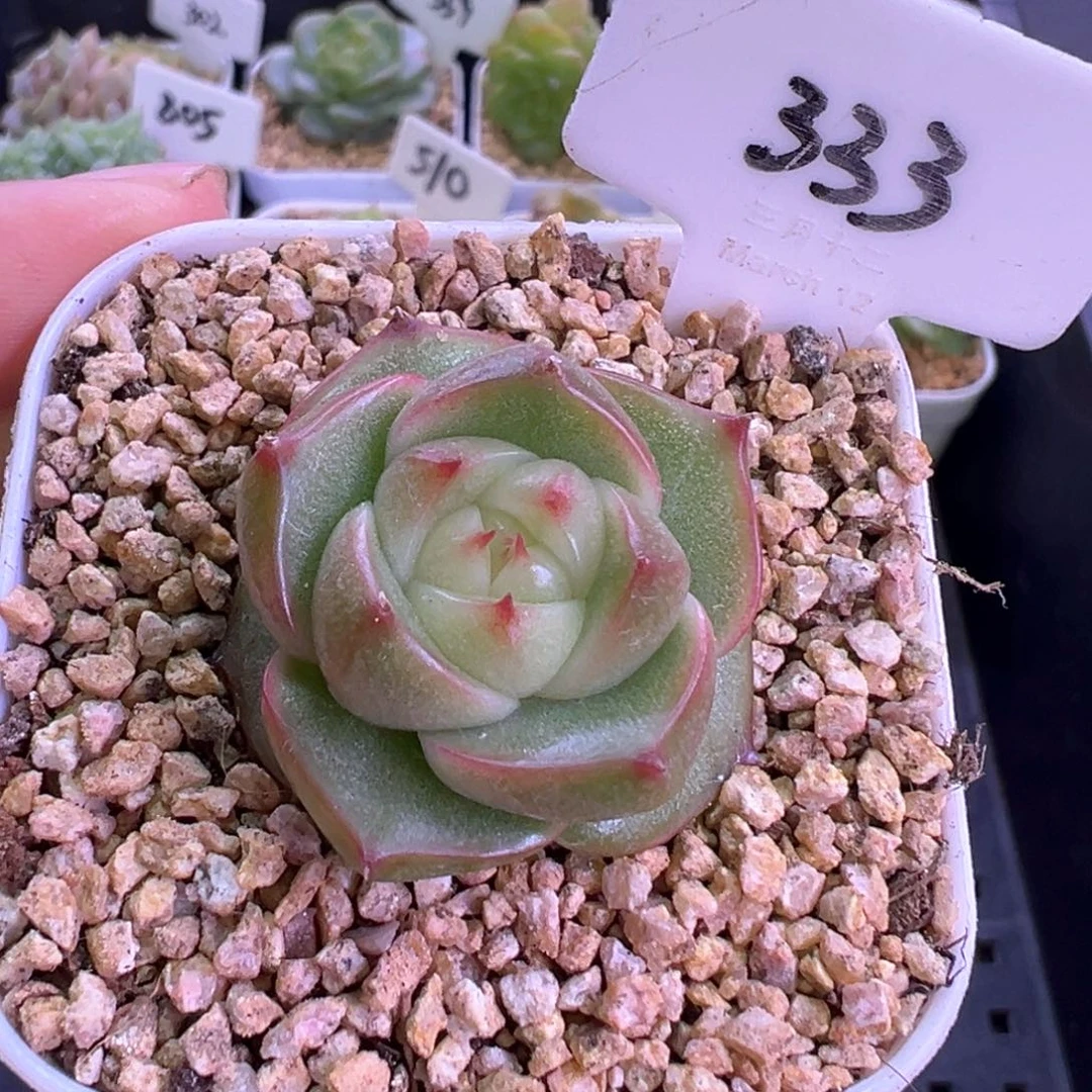 333号玉玲珑 晗雨多肉