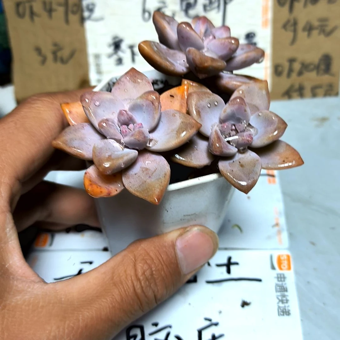 满6元包邮，淡雪三颗