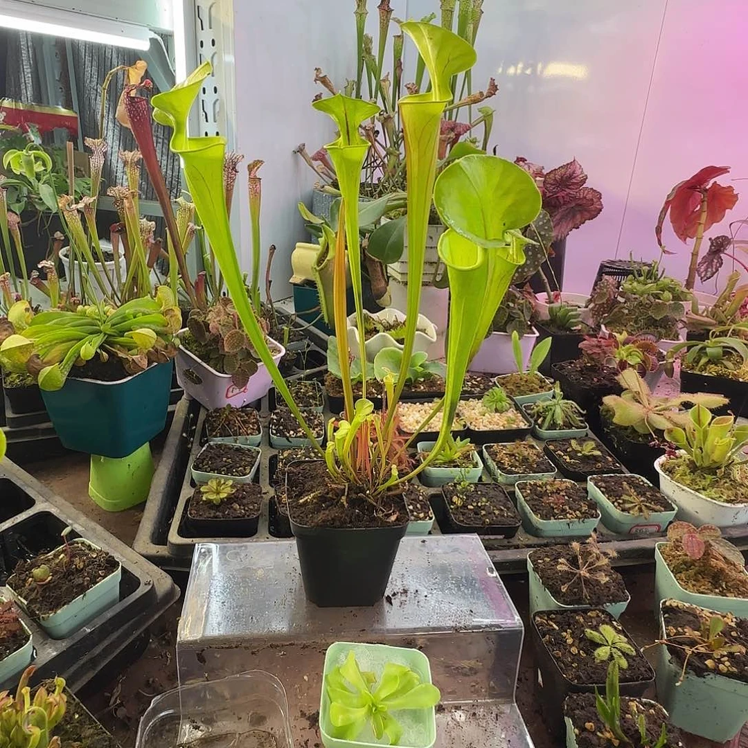 u***1完全开放SF6华丽黄