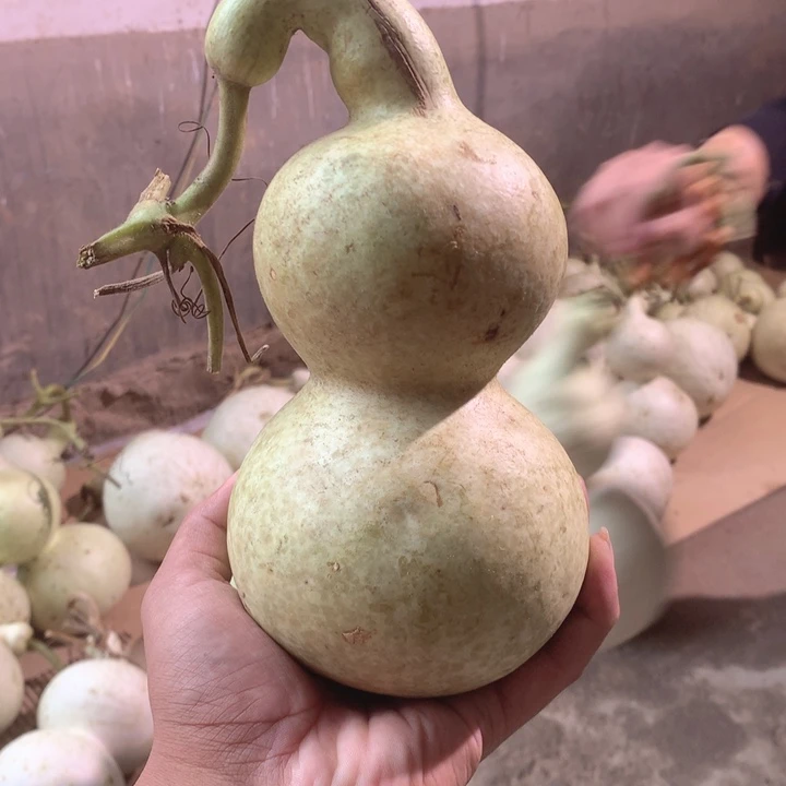 俊***中号现货供应充足