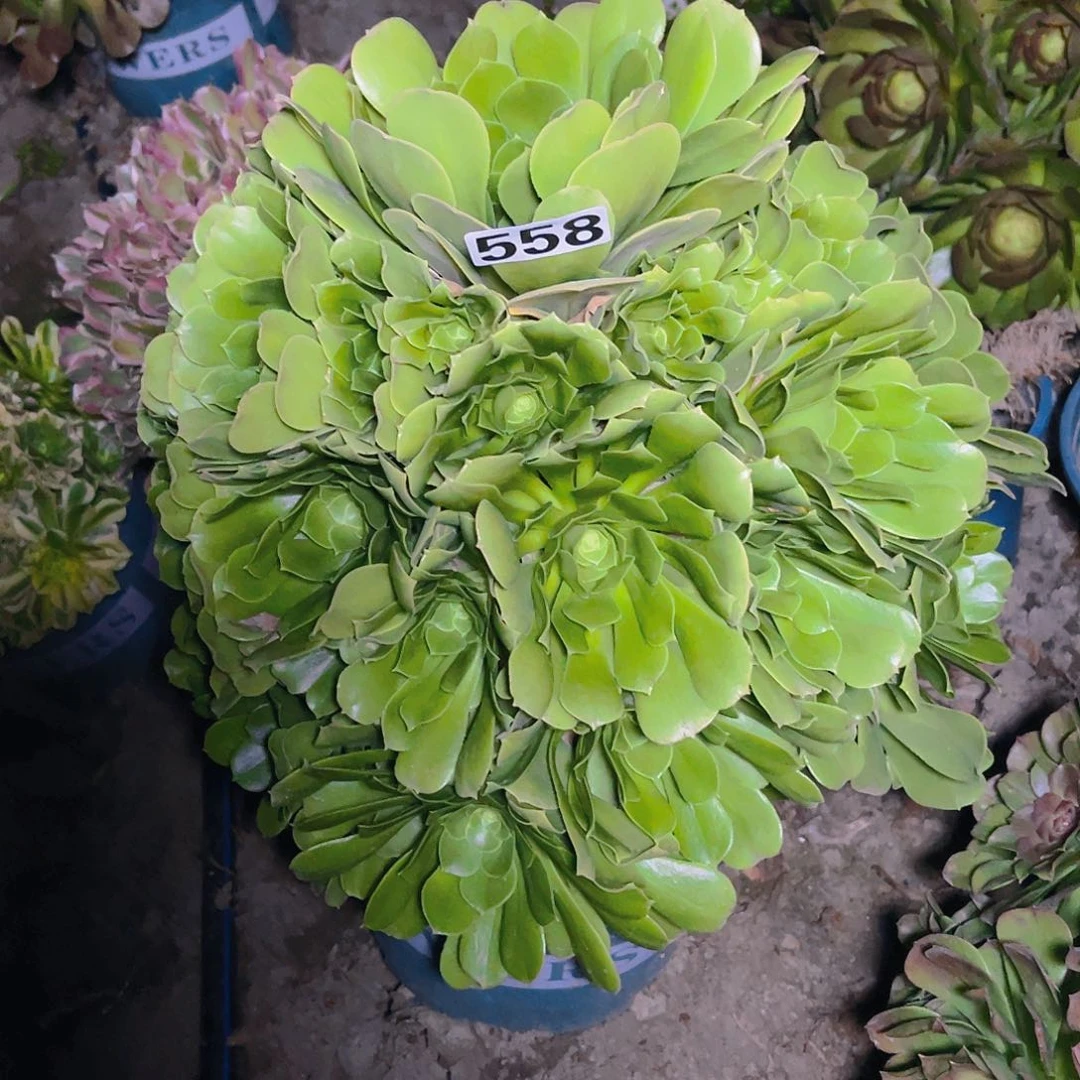 法师法师13–41包邮法师