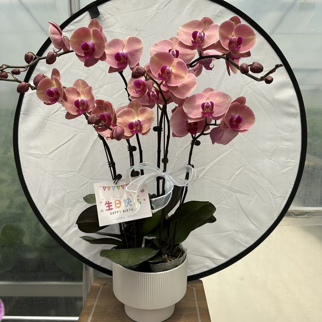 【欣欣向荣】蝴蝶兰懒人花 室内花卉 花期长 好养活